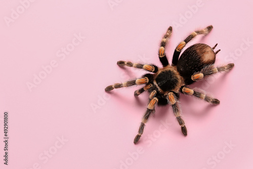 Scary tarantula spider on pink background