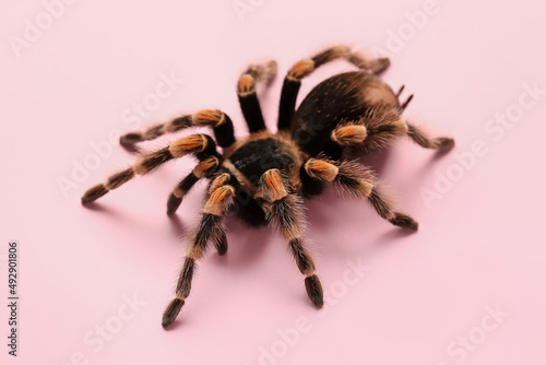 Scary tarantula spider on pink background