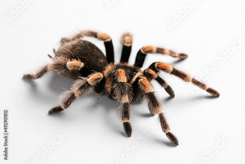 Scary tarantula spider on white background