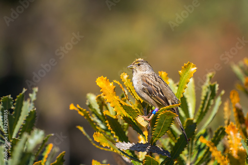 Golden-crowned Sparrow (Zonotrichia atricapilla) with rings on its legs sits on a flower.  photo