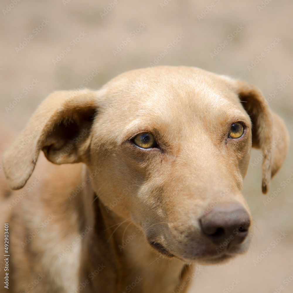 This beautiful dog was walking down the road This beautiful dog was walking down the road