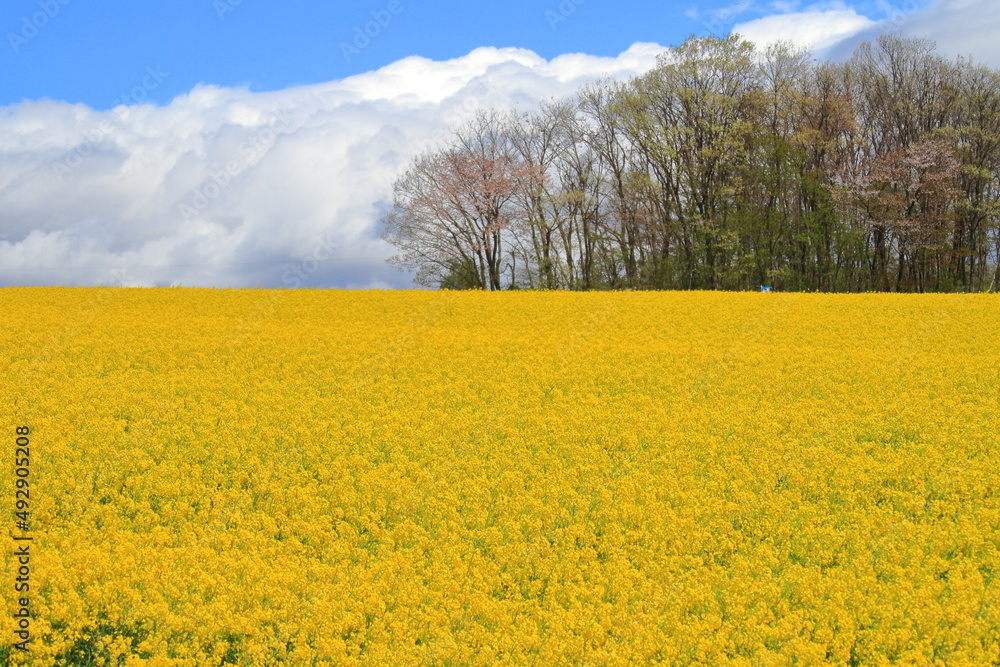 東北の風景をお楽しみください