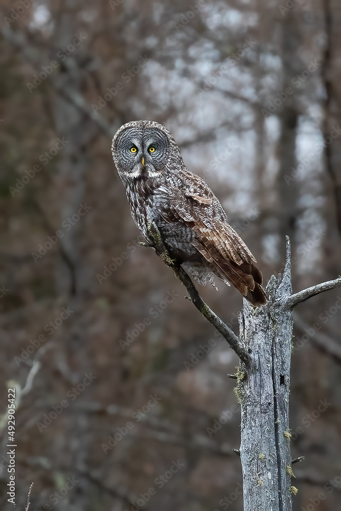 A beautiful Great Gray Owl looks for its next meal in Sax Zim Bog in northern Minnesota where boreal forests define the landscape with beauty and birds are abundant throughout the year - obrazy, fototapety, plakaty 