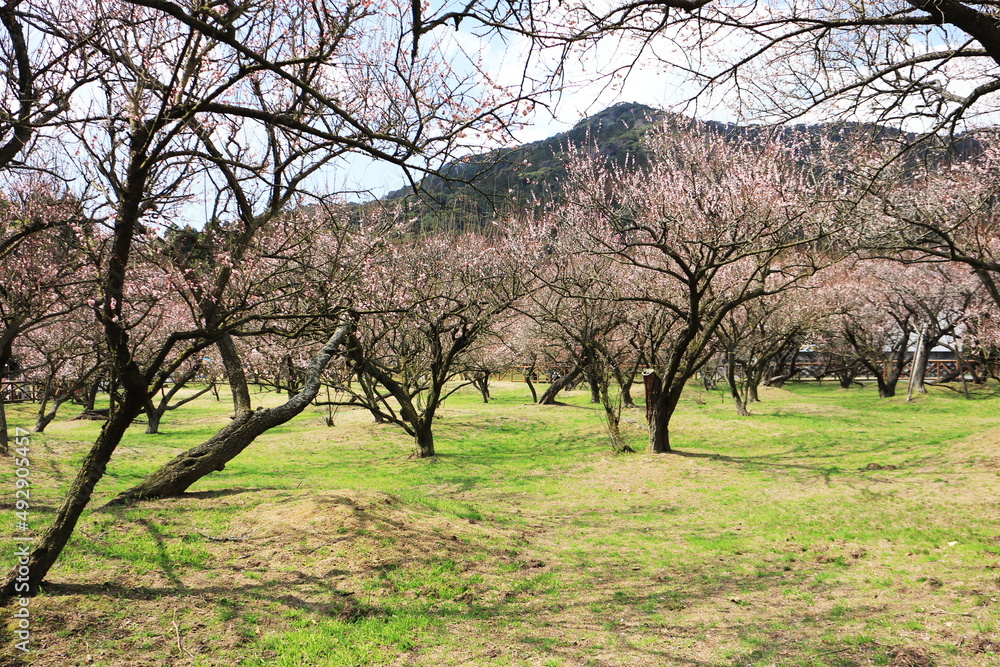 満開の花を咲かせる沢山の梅の木 満開の花を咲かせる沢山の梅の木