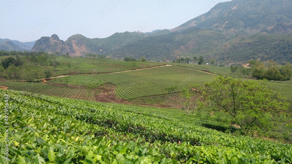 Tea plantation in Vietnam, mountains, tea plants, valley view