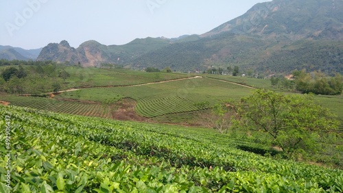 Tea plantation in Vietnam, mountains, tea plants, valley view
