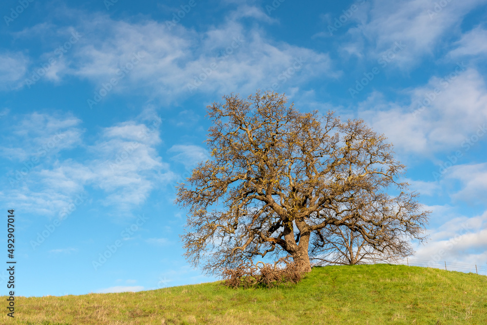 Lagoon Valley Park Oak tree, naked in the winter, against blue sky with a few clouds and copy-space Lagoon Valley Park Oak tree, naked in the winter, against blue sky with a few clouds and copy-space