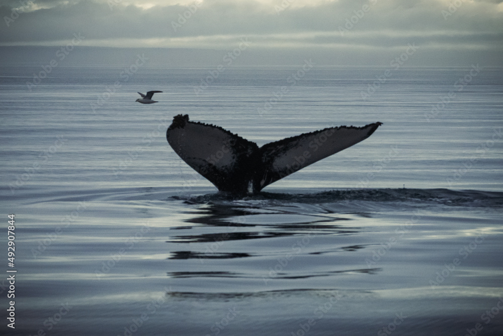 Naklejka premium Humpback whales in Husavik Iceland.