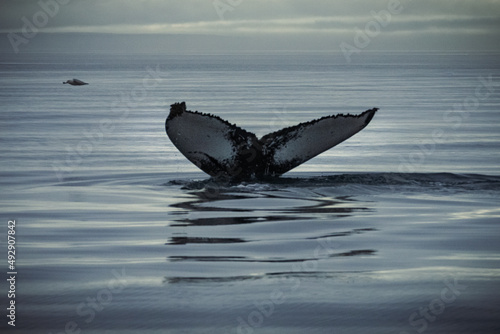 Obraz na plátně Humpback whales in Husavik Iceland.