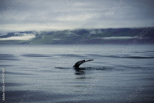 Humpback whales in Husavik Iceland.