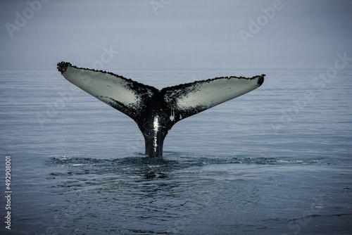 Fototapeta Humpback whales in Husavik Iceland.