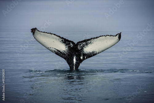 Humpback whales in Husavik Iceland.