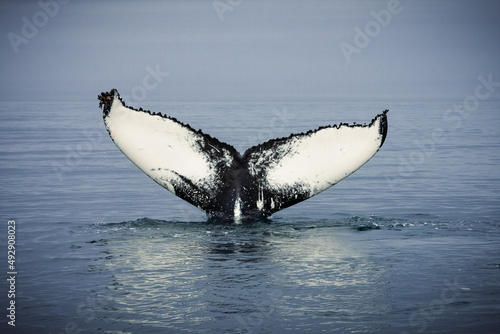 Humpback whales in Husavik Iceland. photo