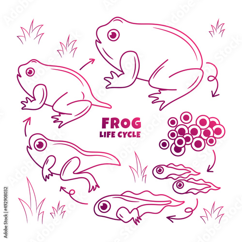 Frog Life Cycle Illustration with hand drawn gradient outline style