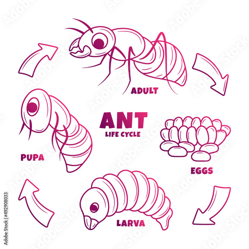 Ant Life Cycle Illustration with hand drawn gradient outline style