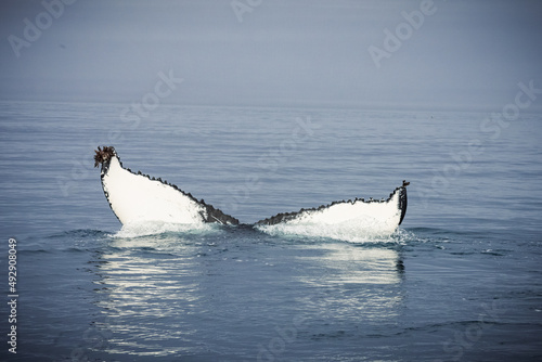 Humpback whales in Husavik Iceland.