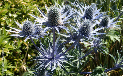 Flower of Alpine Sea Holly of Eryngos photo