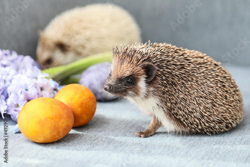 Cute hedgehog with Easter e...