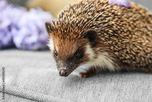 Cute hedgehog on sofa, closeup