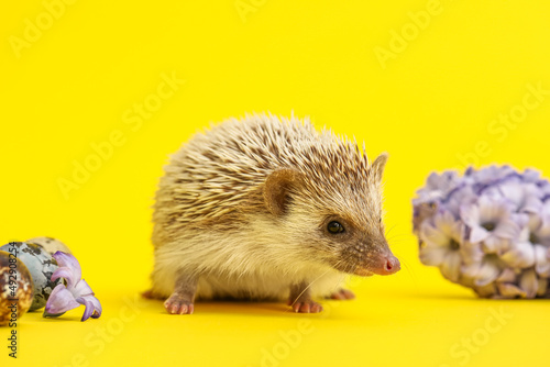 Cute hedgehog with flowers ...