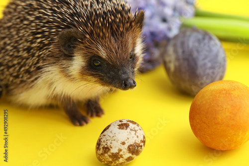 Cute hedgehog with Easter e...