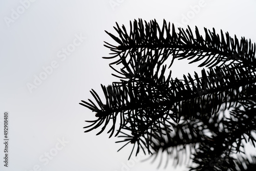 Black Pine Needles over white sky