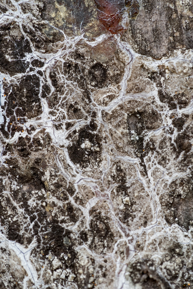 Obraz premium White pattern lines over tree bark