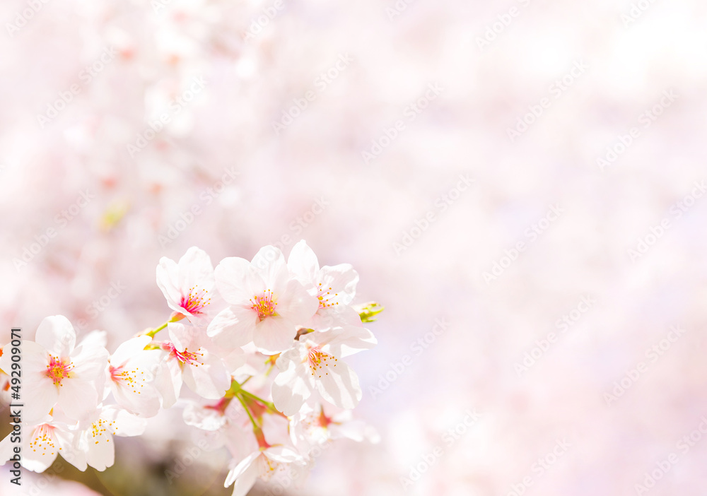 満開の桜の花とコピースペース（春イメージ背景素材）