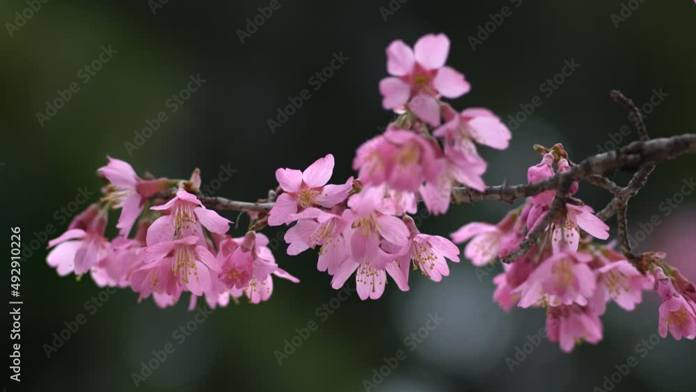 Tokyo, Japan - March 16, 2022: Okame-zakura or Japanese blooming cherry in full bloom in Japan
Tokyo, Japan - March 16, 2022: Okame-zakura or Japanese blooming cherry in full bloom in Japan