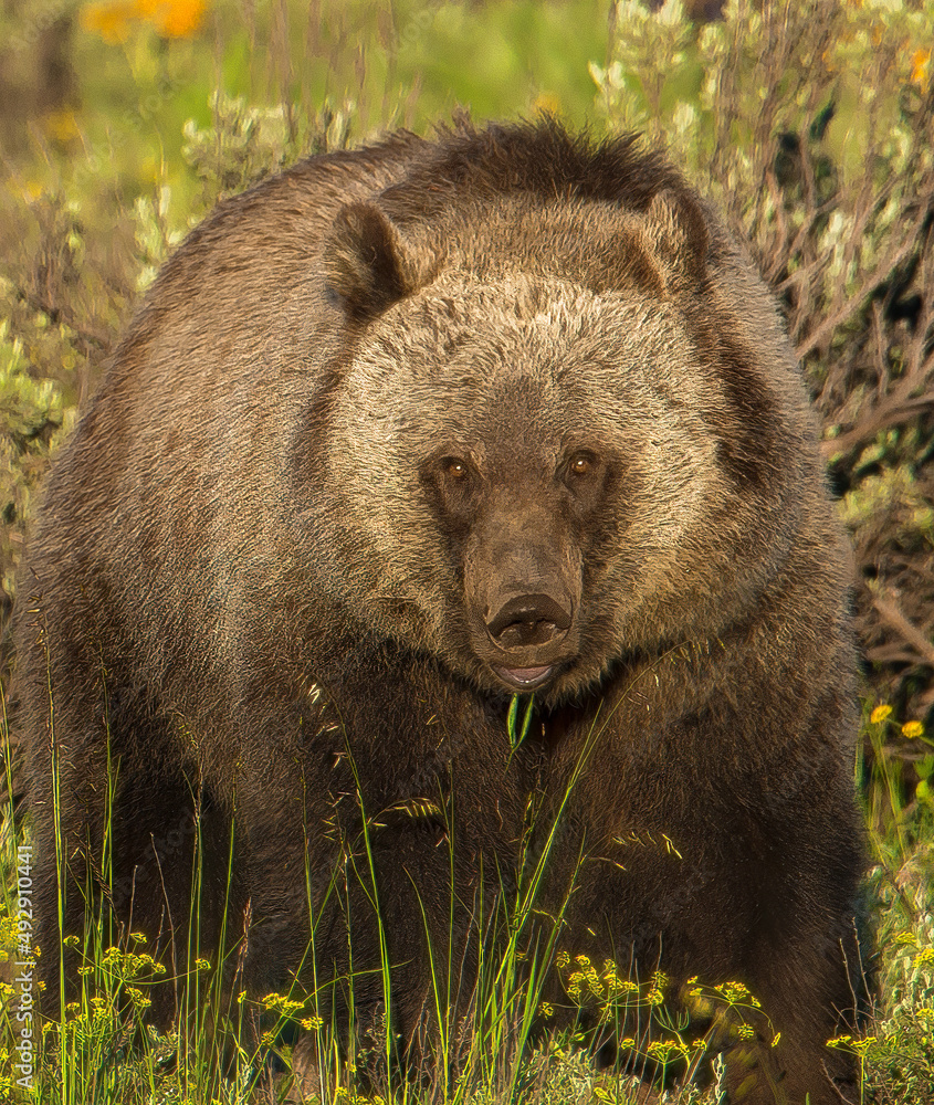 Grizzly in Grand Teton National Park