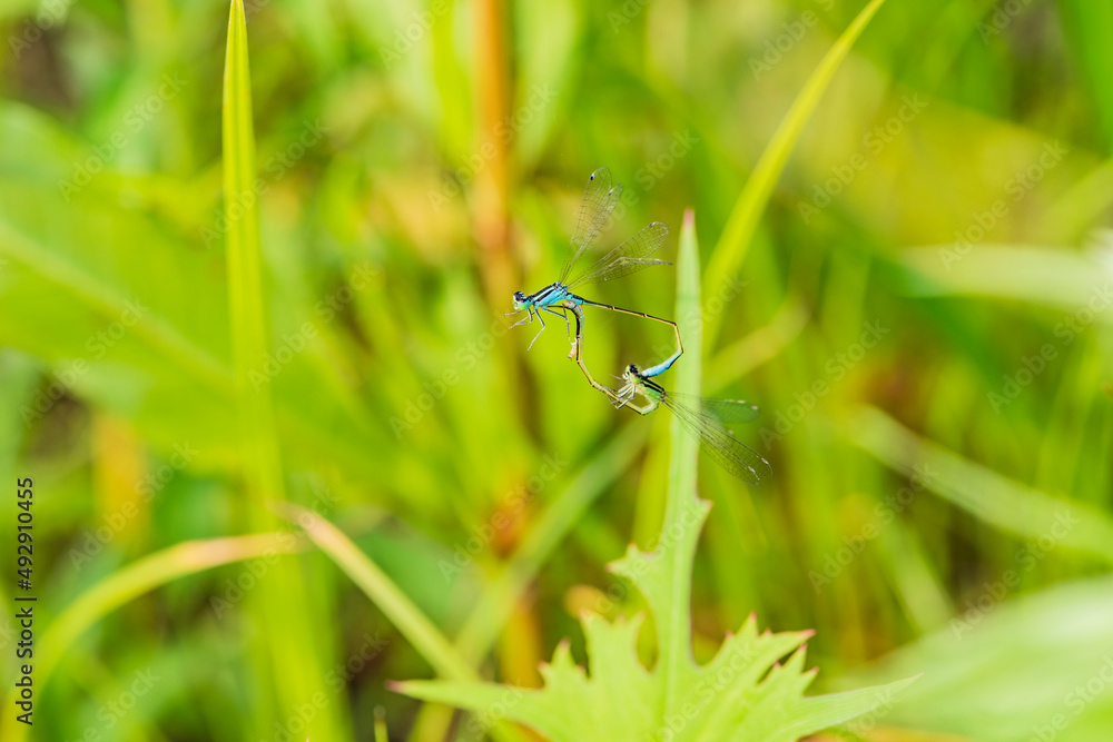 Douniang, an insect that lives on wild plants, is pairing Douniang, an insect that lives on wild plants, is pairing