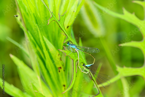 Douniang, an insect that lives on wild plants, is pairing