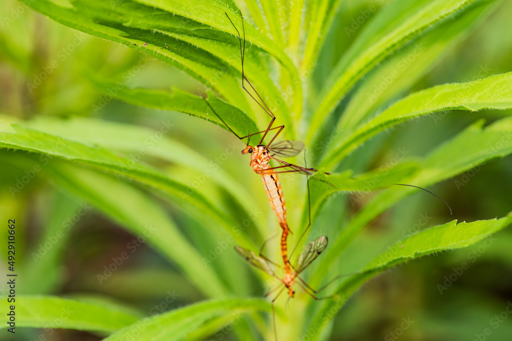 Mating mosquitoes on a pair of wild plants Mating mosquitoes on a pair of wild plants