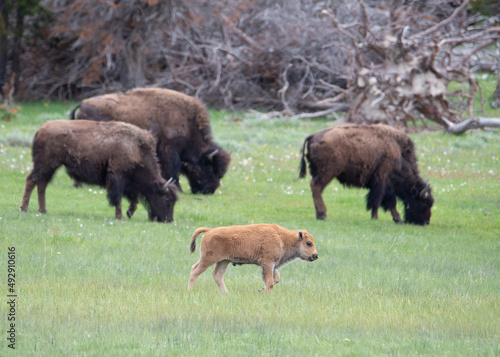 Grand Teton red dog bison calf