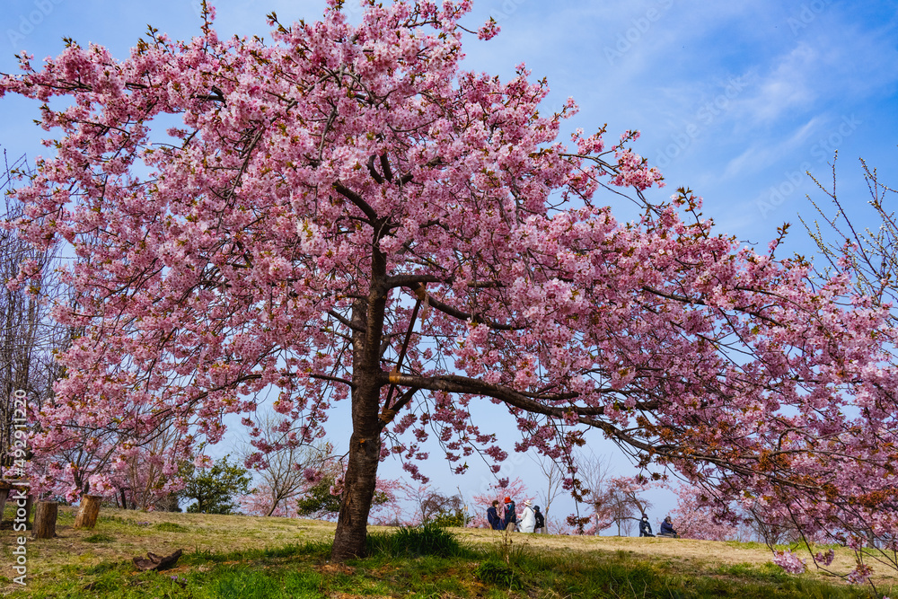 Fototapeta premium 豊前の河津桜