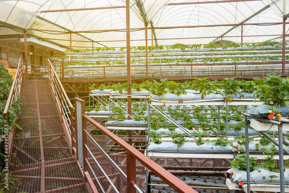 Green house farm of strawberry. Green house farm of strawberry.