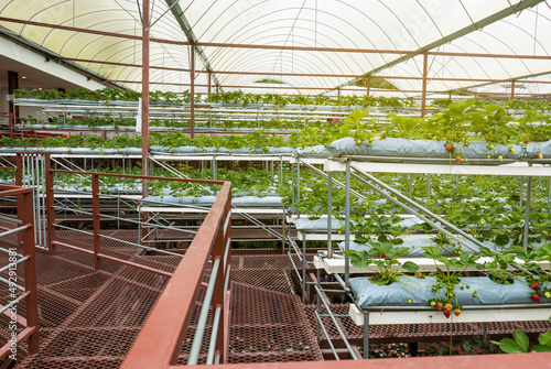 Green house farm of strawberry.