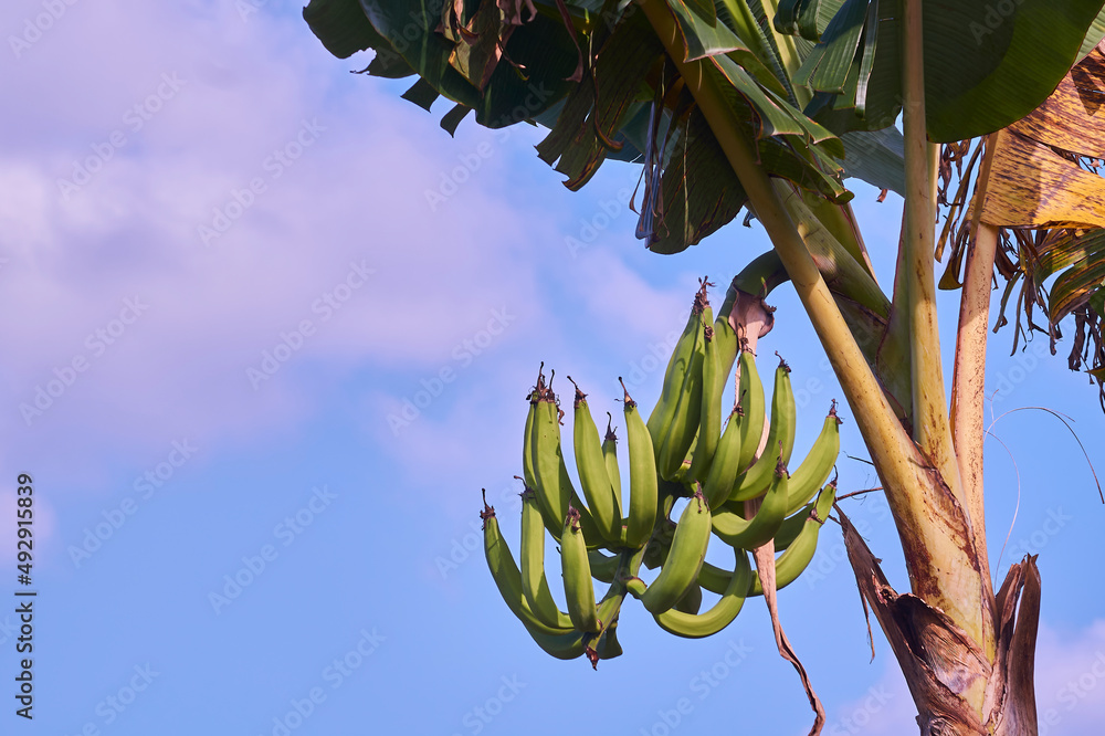 Racimos de plátano macho, agricultura orgánica, etapa de producción de