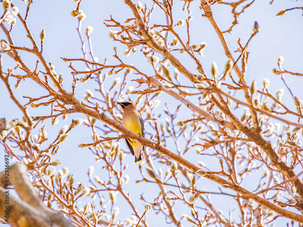 Fototapeta premium Close up shot of a cute Cedar waxwing on a tree