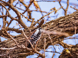 Close up shot of female Hairy woodpecker digging on a tree
