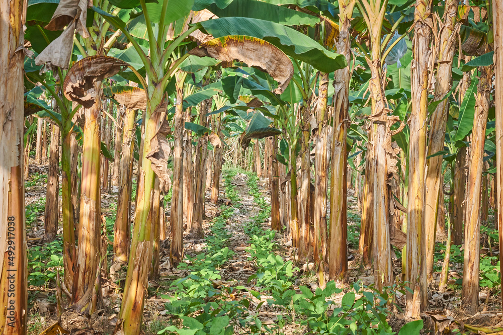 Plantación de plátano macho, plantas de plátano con cultivos asociados