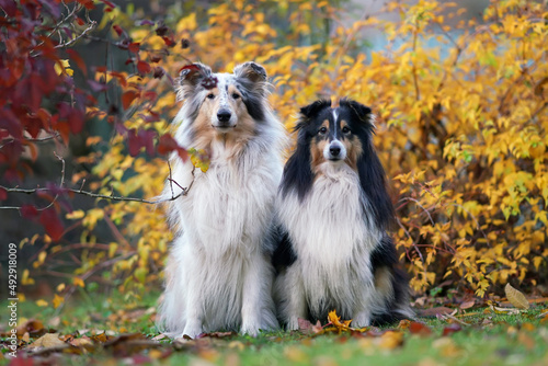 Two obedient Shepherd dogs (blue merle rough Collie and tricolor Sheltie) posing together outdoors sitting on a green grass with fallen leaves in autumn