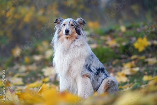Cute blue merle rough Collie dog sitting outdoors on yellow fallen maple leaves in autumn