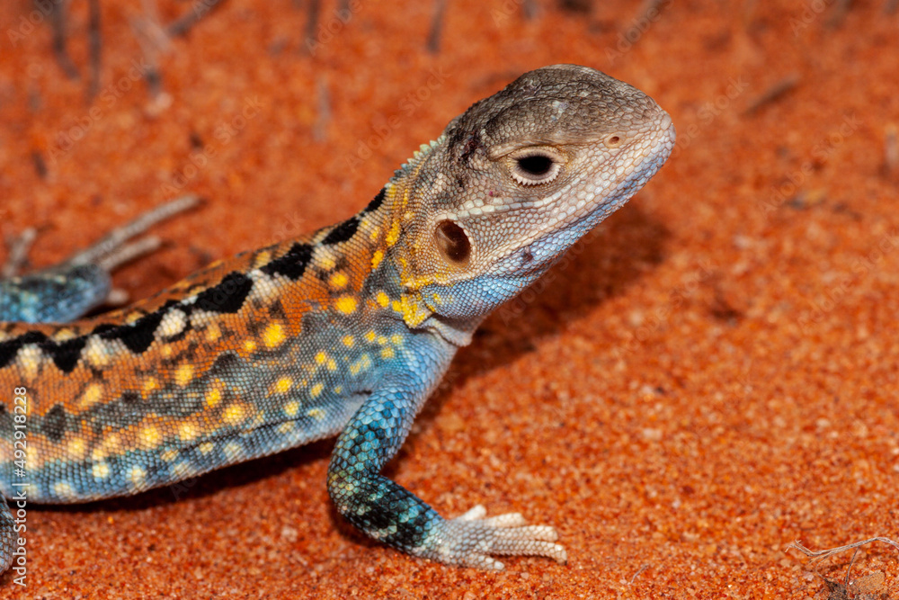 Obraz premium Close up of an Australian Painted Dragon
