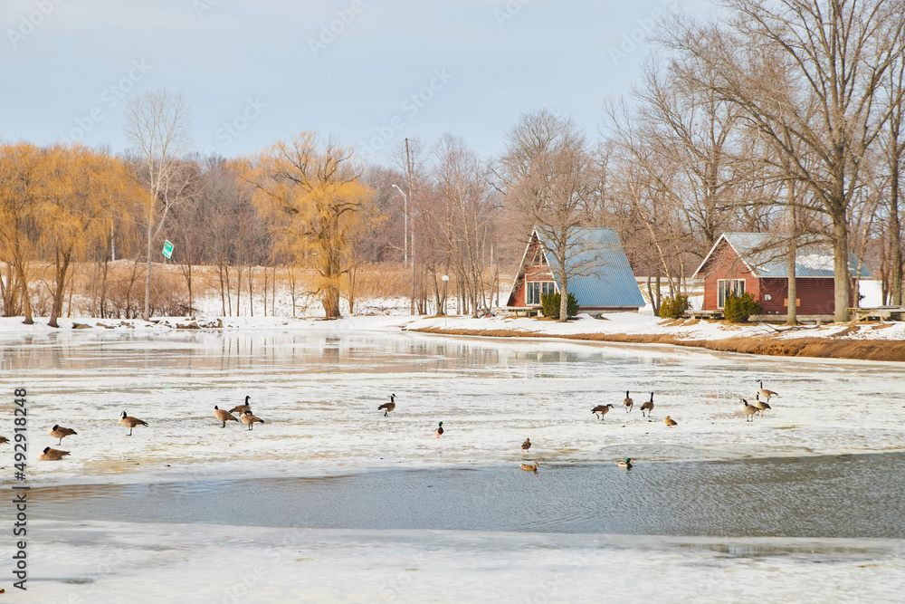 Frozen lake with geese surrounded by cabins Frozen lake with geese surrounded by cabins