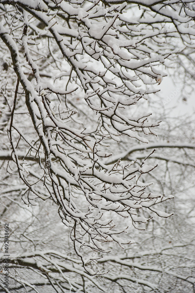 Thick snow accumulating on tree branches after winter storm Thick snow accumulating on tree branches after winter storm