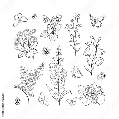 Vestor set of wild flowers with insects, black outlines isoleted on white background photo