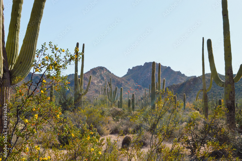 Desert Spring, yellow and orange flowers in bloom among saguaro cactus, Sun Rays shine through rugged mountain peaks and brush covered landscape.