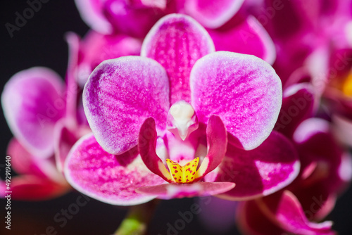 Detail of pink and yellow orchid flower