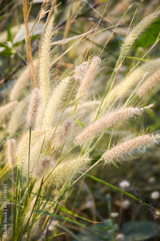 grass flower in nature garden grass flower in nature garden